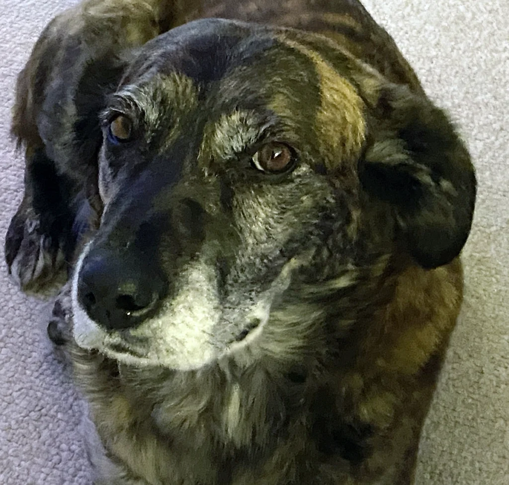 A close-up, top-down view of a brindle-colored dog with a greying muzzle, looking directly up at the camera with large brown eyes while lying on a light-colored carpet.